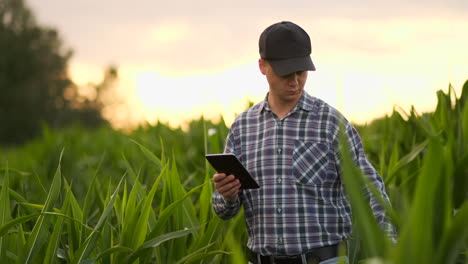 Lens-flare:-a-Modern-farmer-with-a-tablet-in-his-hands-inspects-corn-shoots-to-analyze-the-future-harvest-and-product-quality.-Farm-management-via-Internet